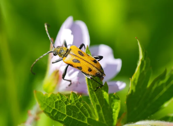 Beetle longhorn beetle on a flower — Stock Photo, Image