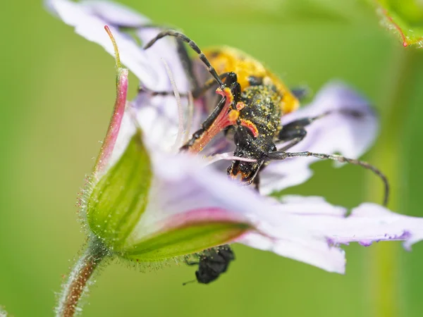 Beetle longhorn beetle on a flower — Stock Photo, Image