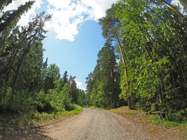 Weg in het bos — Stockfoto