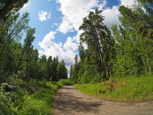 Weg in het bos — Stockfoto