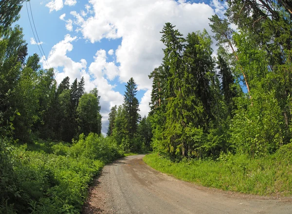 Camino en el bosque — Foto de Stock