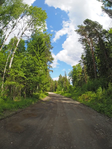 Road in the woods — Stock Photo, Image