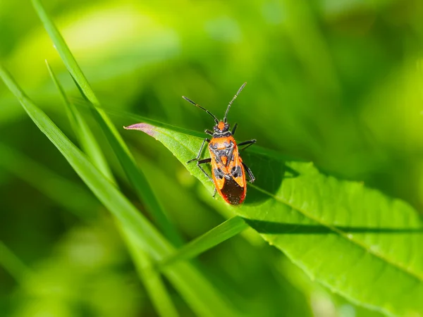 Soldier bug on a leaf — Stock Photo, Image