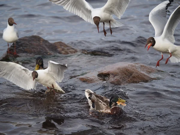 Gaviota en el lago — Foto de Stock