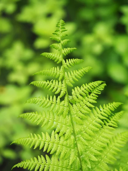 숲 속의 사탕수수 잎 — 스톡 사진