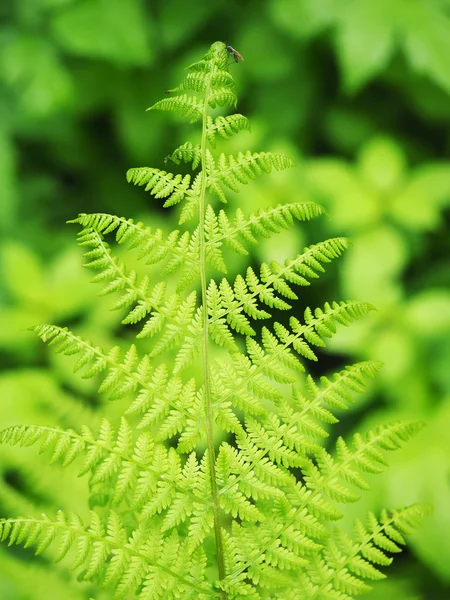 Fern leaves in the forest — Stock Photo, Image