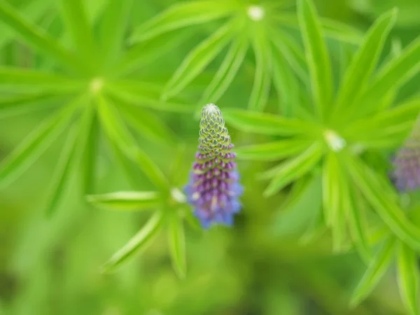 Bunga lupine di hutan — Stok Foto