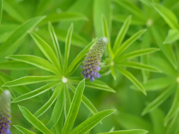 Lupine bloemen in het bos — Stockfoto