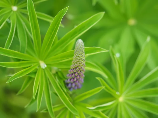 Lupine bloemen in het bos — Stockfoto