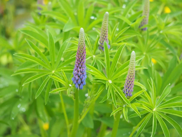 Lupine flowers in the forest — Stock Photo, Image