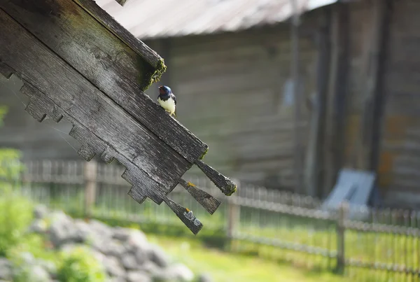 Fecske ül a párkányon a fából készült ház — Stock Fotó