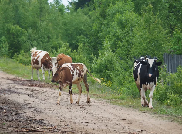 Vaca no verão na aldeia — Fotografia de Stock