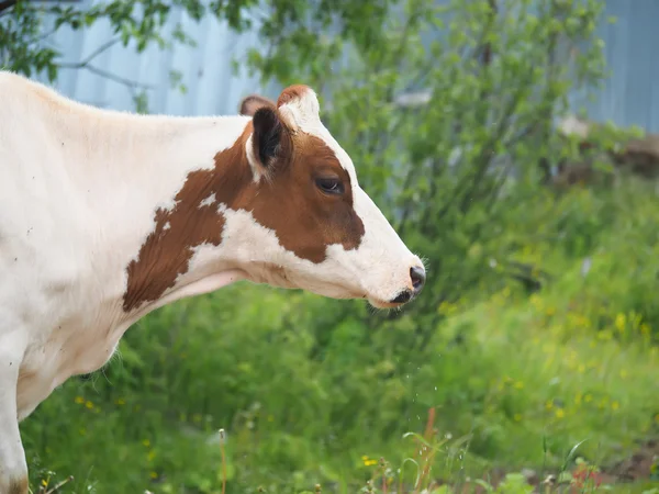 Vaca no verão na aldeia — Fotografia de Stock