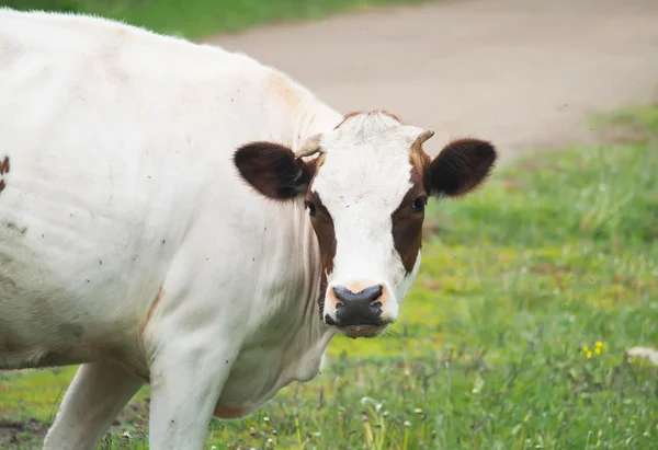 Koe in de zomer in het dorp — Stockfoto