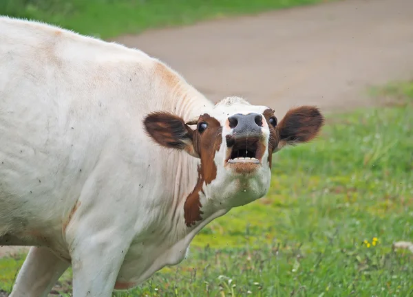 Vaca en el verano en el pueblo — Foto de Stock