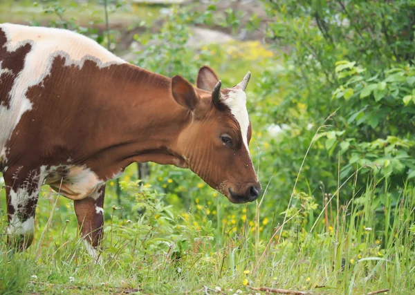 Koe in de zomer in het dorp — Stockfoto