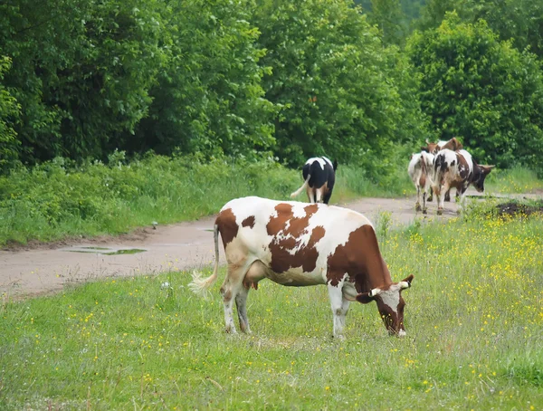 Kráva v létě v obci — Stock fotografie