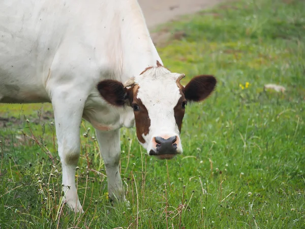 Vaca en el verano en el pueblo — Foto de Stock