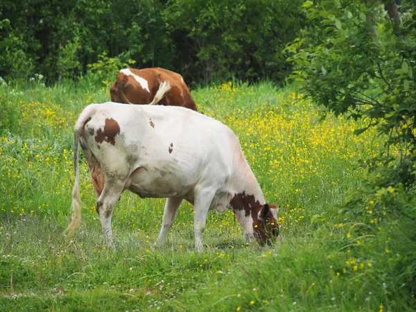 Mucca in estate nel villaggio — Foto Stock