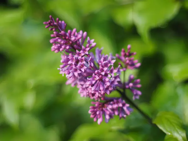 Flores de lilás no jardim — Fotografia de Stock