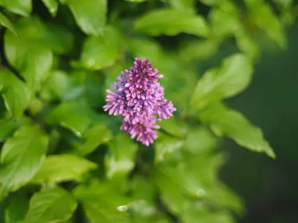 Flores de lilás no jardim — Fotografia de Stock