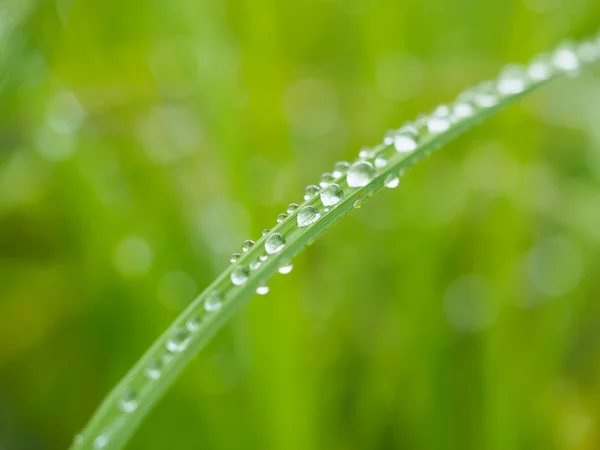 Gras in Tropfen — Stockfoto