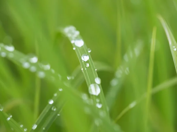 Grama em gotas — Fotografia de Stock