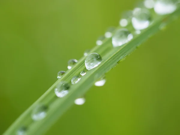 Grama em gotas — Fotografia de Stock