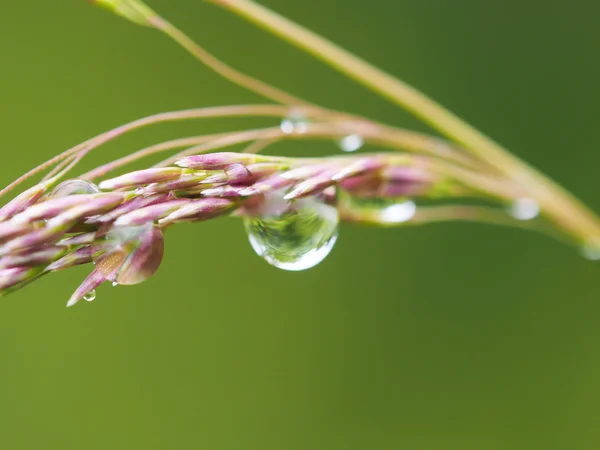 Herbe en gouttes — Photo