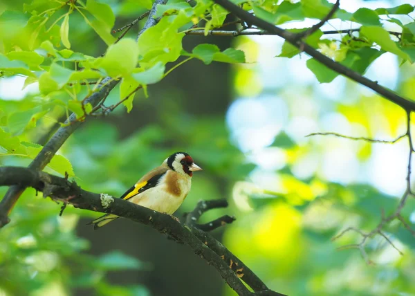 Goldfinch em um ramo na floresta — Fotografia de Stock