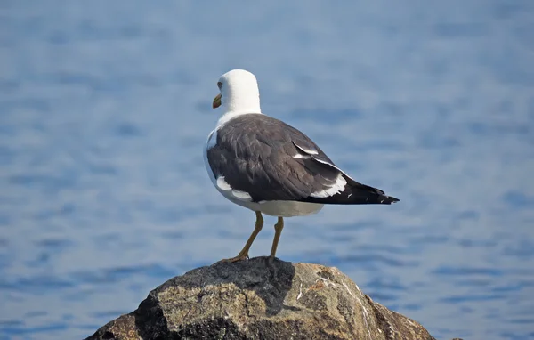 Seagull on the lake — Stock Photo, Image