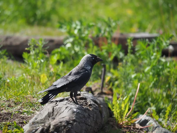 Jackdaw on a log — Stock Photo, Image