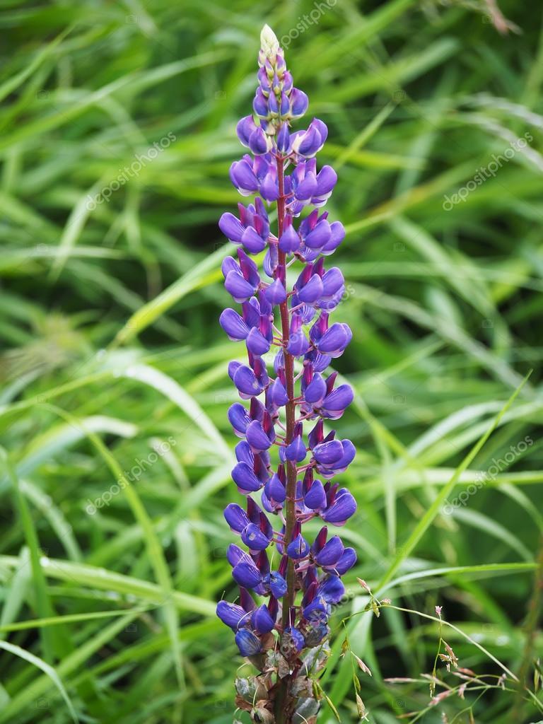 新着ルーピン 花 すべての美しい花の画像 新着ルーピン 花 すべての美しい花の画像