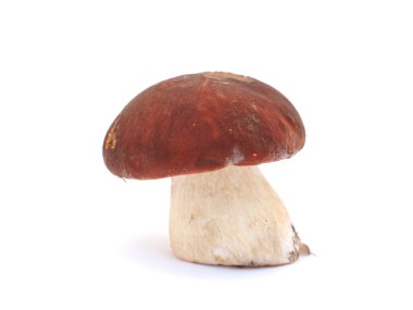 Beyaz arka planda Boletus mantarı