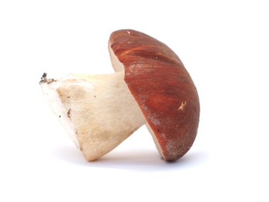 Beyaz arka planda Boletus mantarı