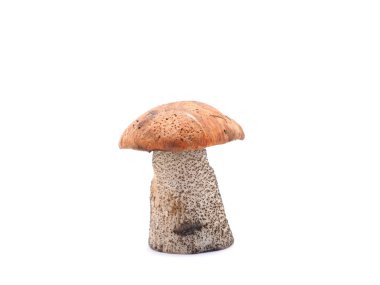 Beyaz arka planda kapsül boletus