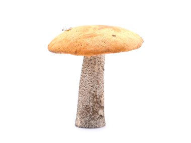 Beyaz arka planda kapsül boletus