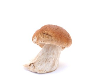 Beyaz arka planda Boletus mantarı
