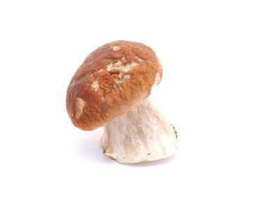 Beyaz arka planda Boletus mantarı
