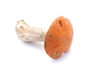 Beyaz arka planda kapsül boletus
