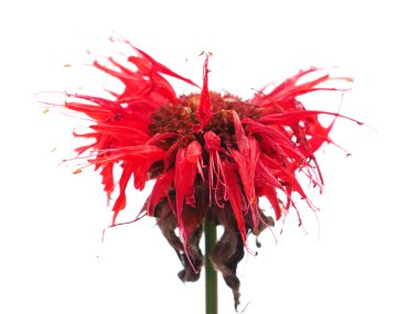 Beyaz bir arka plan üzerinde Bergamot çiçekler