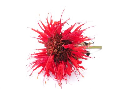 Beyaz bir arka plan üzerinde Bergamot çiçekler