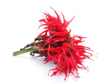 Beyaz bir arka plan üzerinde Bergamot çiçekler
