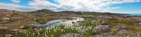 Tundra no norte da Rússia. Panorama — Fotografia de Stock