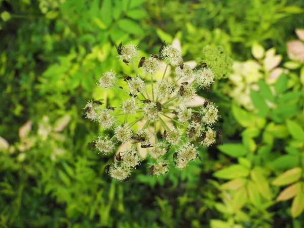 Flyga på vild morot blommor — Stockfoto