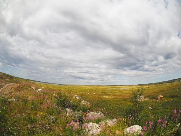 Overskyet himmel over tundraen i det nordlige Rusland - Stock-foto