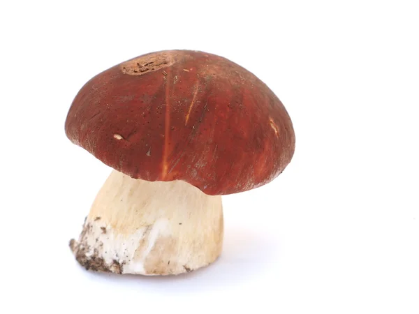 Boletus Mushroom White Background — Stock Photo, Image