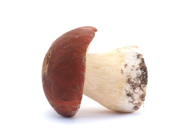 Houba Boletus Bílém Pozadí — Stock fotografie