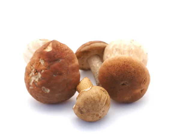 Boletus mushroom on white background — Stock Photo, Image