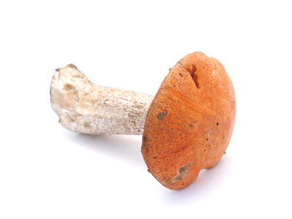 cap boletus on a white background